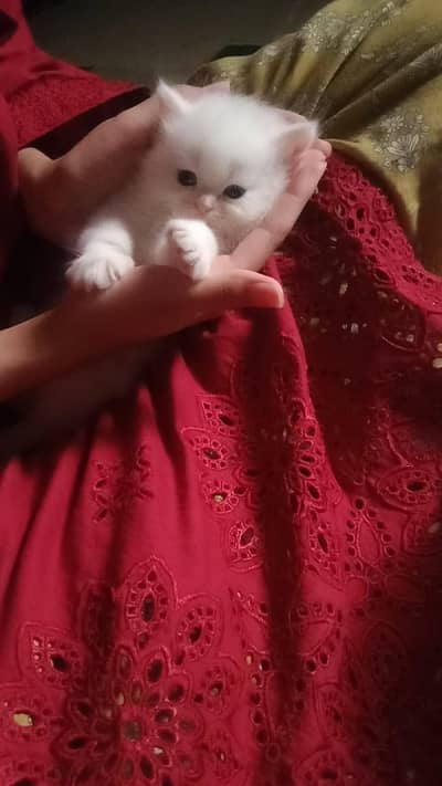 Persian cats baby's for sale