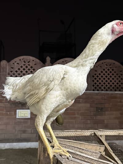 King shamo fully healthy and active