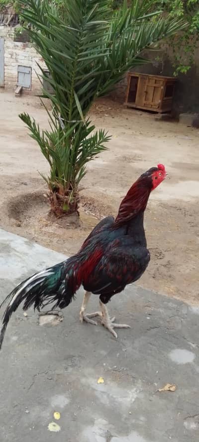lal mushka mian wali