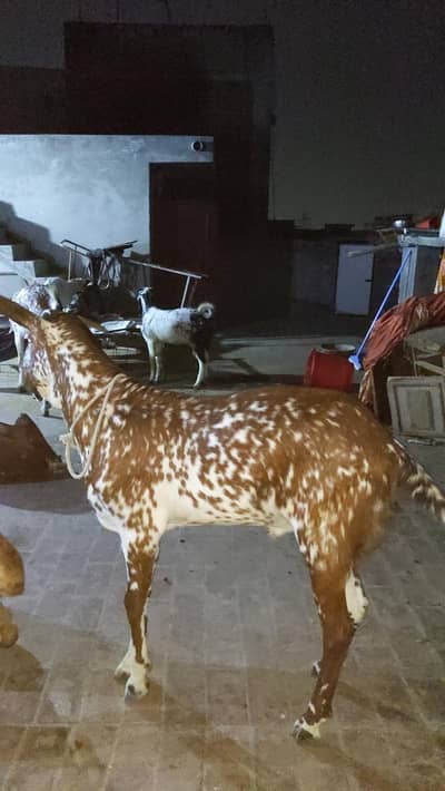 Bakra fo sale Eid UL azha