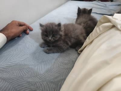 2 female 2 male aik kitten 15000 ka