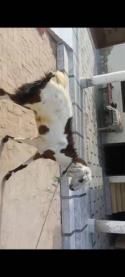 vip dasi Bakra