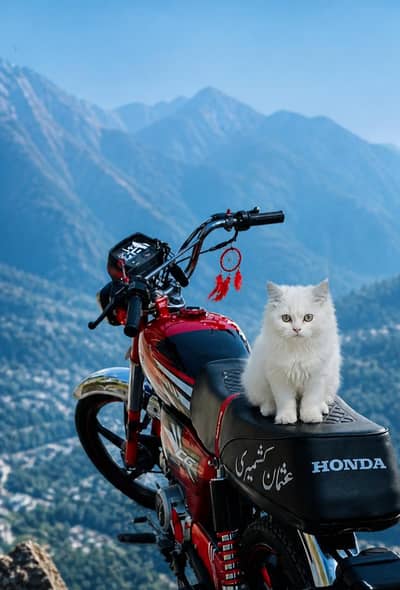 bikes