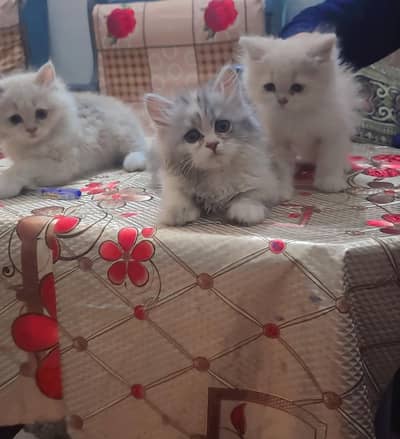 Beautiful [Breed] Kitten for Sale in kallar kahar (chakwal)
