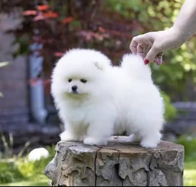 Pomeranian puppies for sale 2 month age Whatsapp no 03291198929
