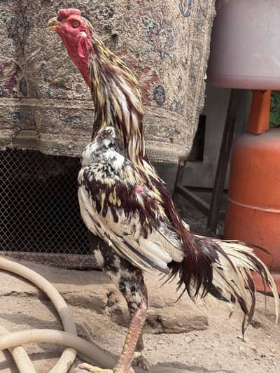 Aseel shamo Parrot beak cross