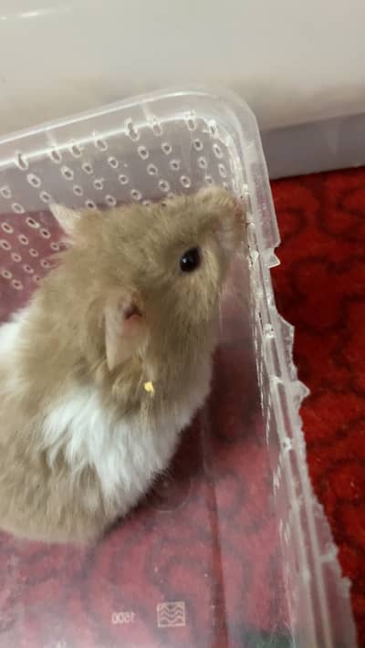 Syrian Hamsters