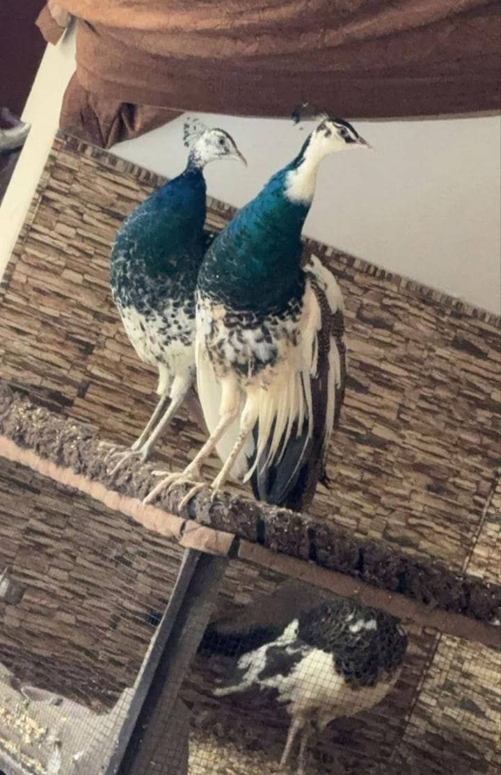 Pide peacock 0