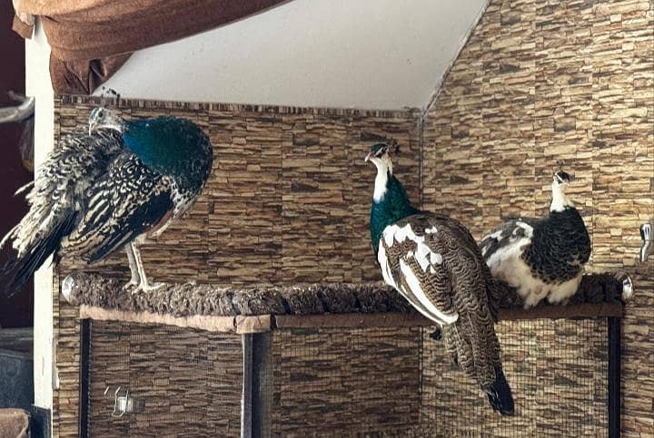Pide peacock 1