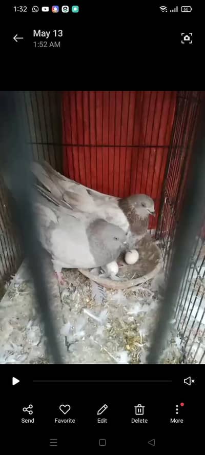 Kasni Breeder Pair