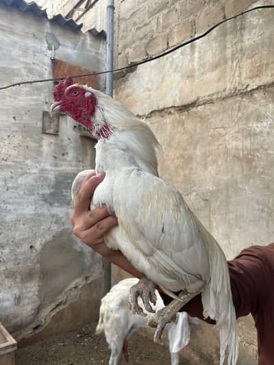 Heera male high quality old blood line