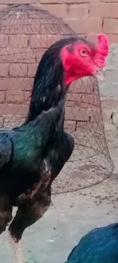 Allah quality ka murga hai