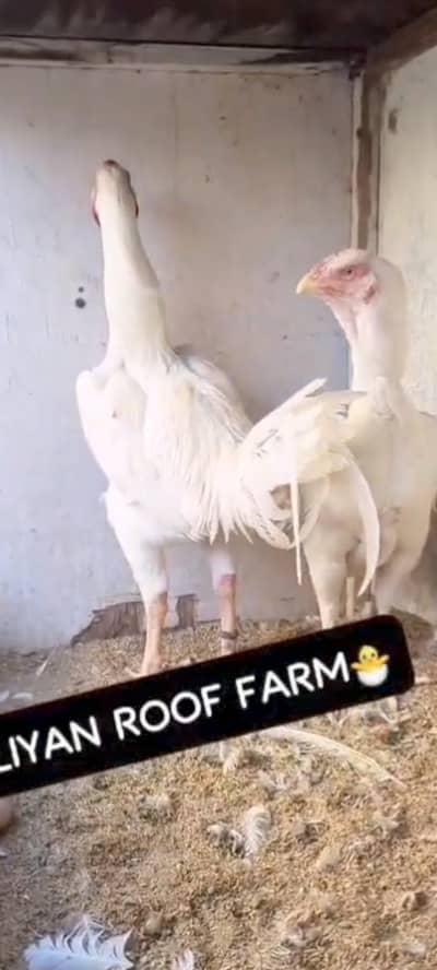 AFGHANI QHANDHARI CHIKS AVAILABLE FOR SALE