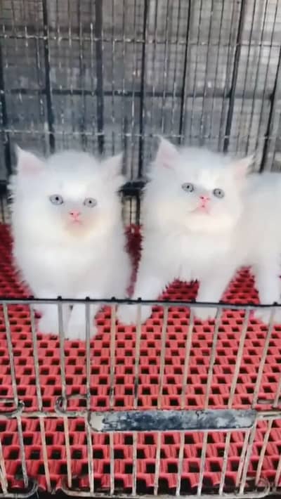 Persian kittens triple coat pair  for sale contact whatsap 03055516739
