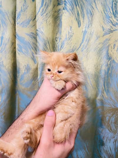 Persian kittens triple coated male