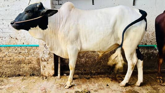 Qurbani Bull | Bachra| Wacha for Sale – Lahore