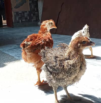 2 Month 2 Male chicks or 1 femal  with free small size  cage