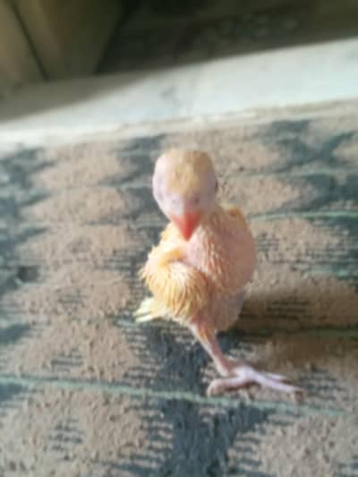 Yellow Ring Neck chicks for Sale
