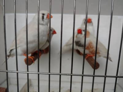 Zebra finch & Euro banglese
