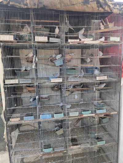 Diamond Dove setup with 20 portions 2cages available for sale
