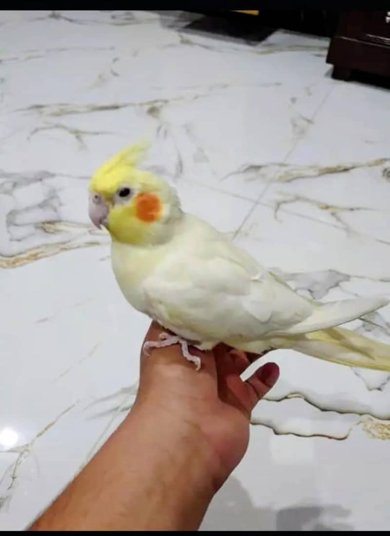 gvvjnnn 2