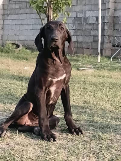 Khalis Pakistani Bully Kutta /puppies /Extreme Quality Bully kutta