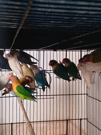 lovebird breeder pair / conure / cocktail/ ringneck