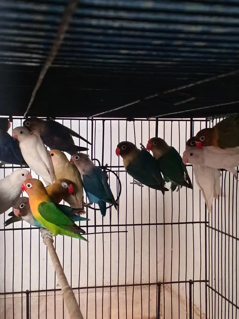 lovebird breeder pair / conure / cocktail/ ringneck