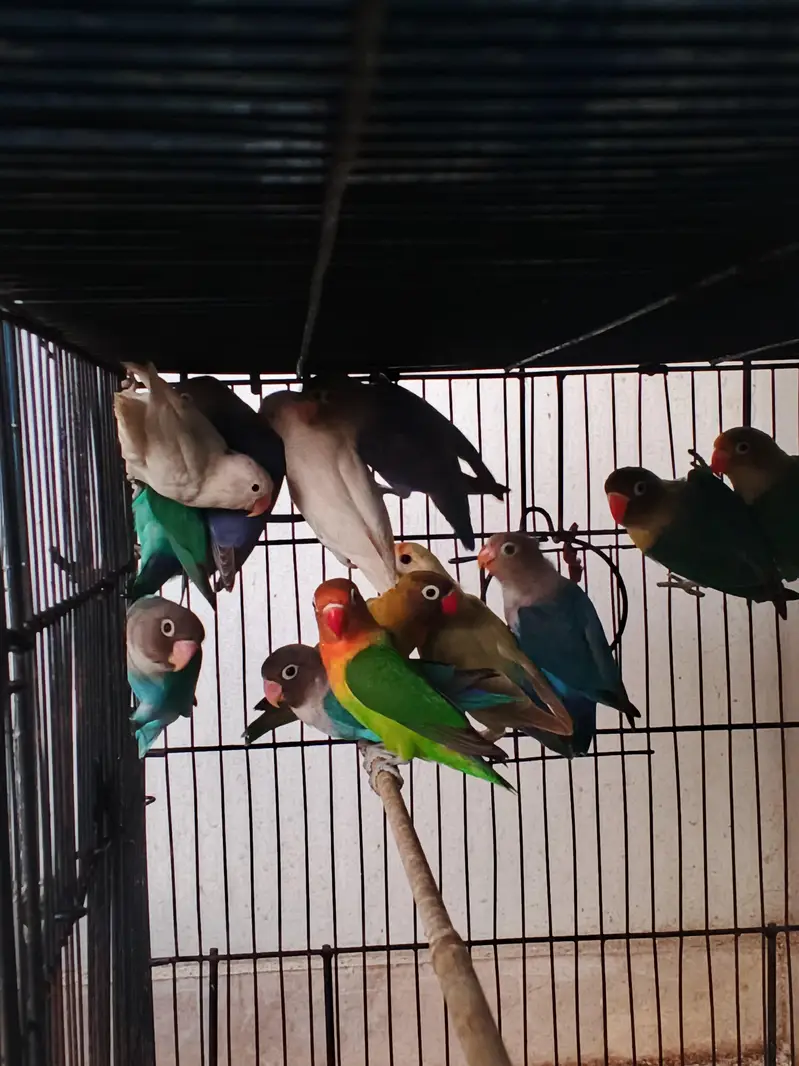 lovebird breeder pair / conure / cocktail/ ringneck — photo 2