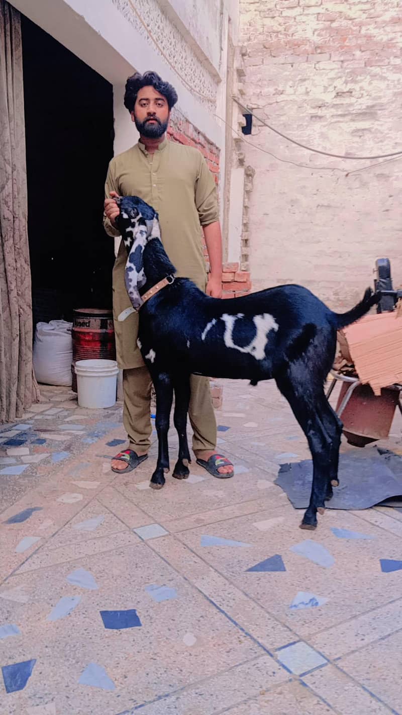 bakra 0