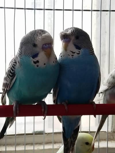 Lovebirds | Finch | Austrian