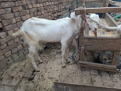 khasi Bakra for Sale price 65 to 1 Lack