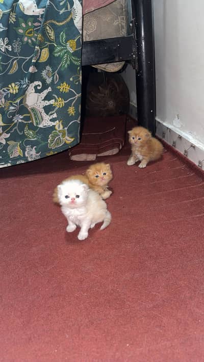 Siberian breed triple coat