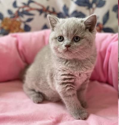 British Shorthair Imported Kitten