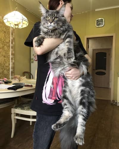 Maine Coon