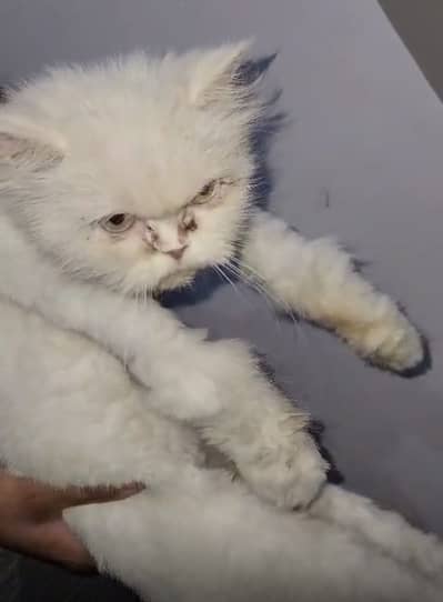 Female very loving persian cat at very reasonable price