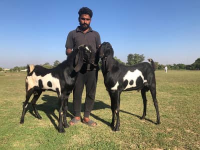 2 Goats gar ke desi hai is month 4Daant Nikal chukay hai 2026 Qurbani
