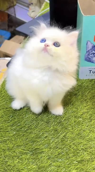 Persian kittens triple coat pair  for sale contact whatsap 03055516739