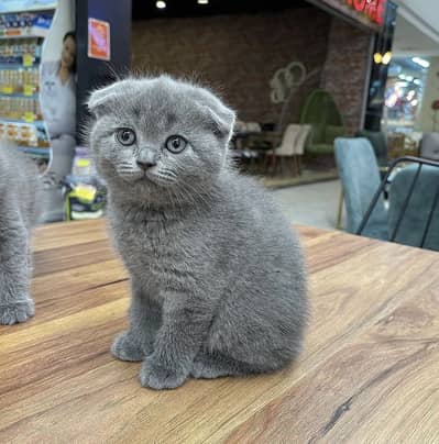 Scottish Fold