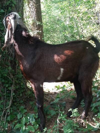 Ghar ka pala hoa donda Desi Bakra for sale