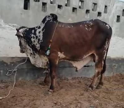 qurbani