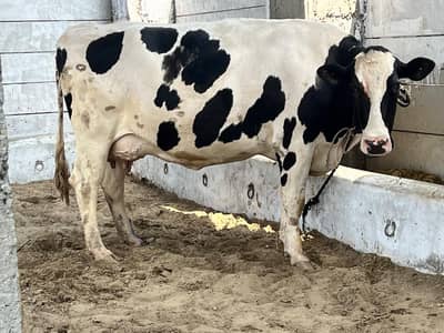 pure hf for sale