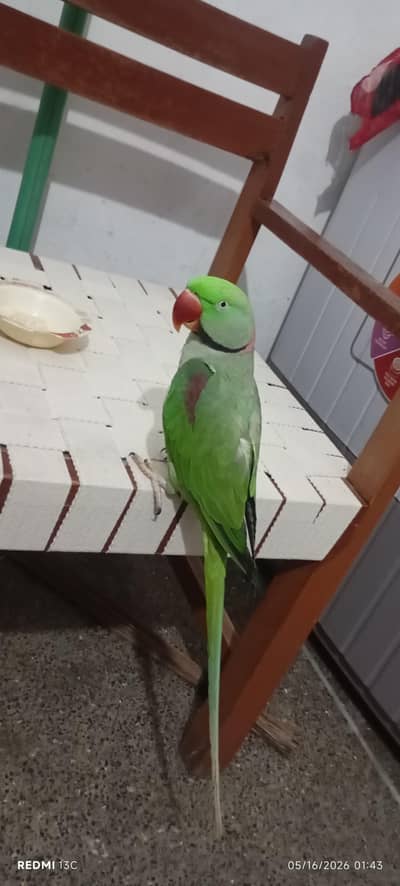 Raw parrot for sale