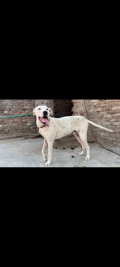 whatap 03191535730video kaliye ajaye pic hrab hai tora