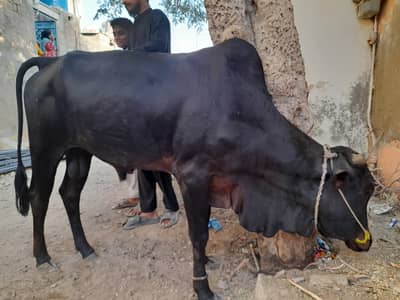 ( Bachra) for sell Qurbani k lie