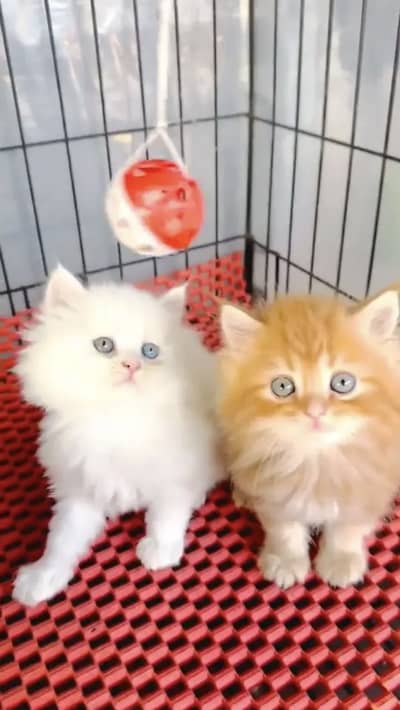 Persian kittens triple coat pair  for sale contact whatsap 03055516739