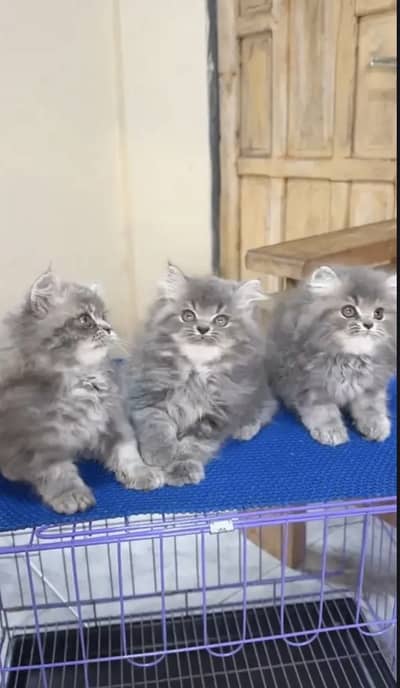 Persian kittens triple coat pair  for sale contact whatsap 03055516739
