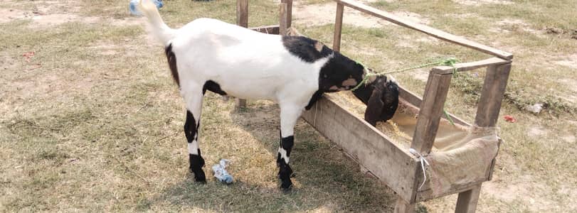 White Brown Desi Bakra For sale Qurbani KY liye Mery pas Bakry h