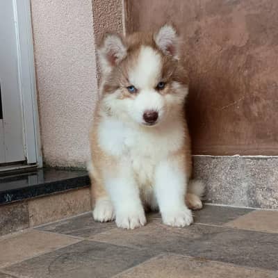 Siberian husky puppies for sale 03244911352