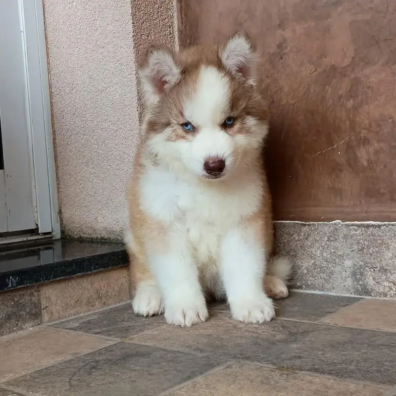 Siberian husky puppies for sale 03244911352 — photo 2